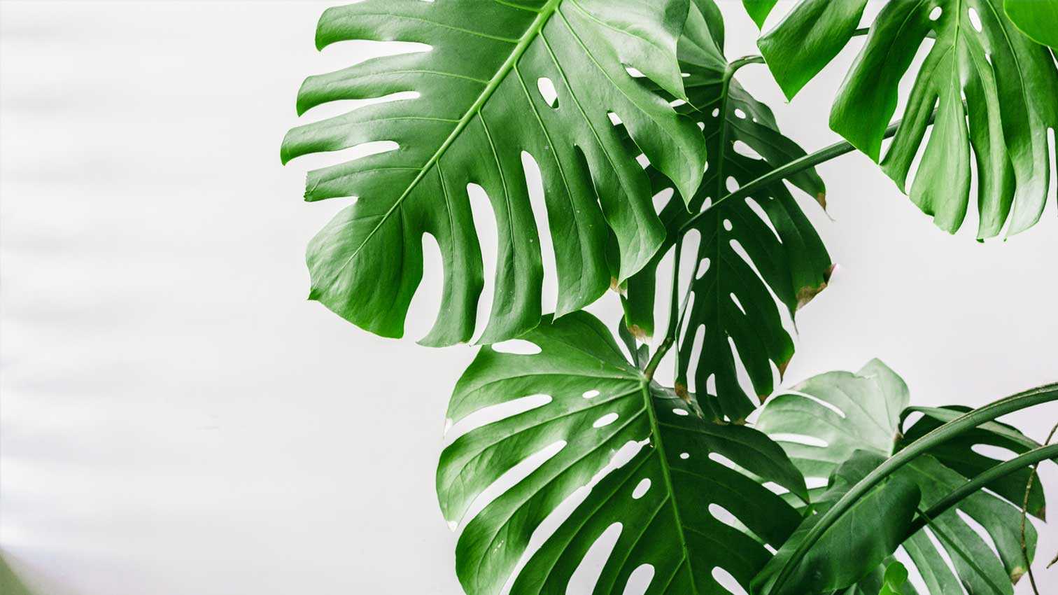 Plantas-Purifican-Aire-Hogar-1